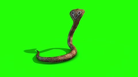 Cobra Snake Attacks Green Screen Back 3D Rendering Animation