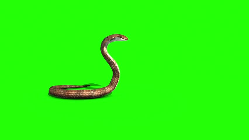 free screen snake