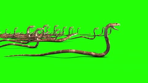 Invasion of Cobra Snakes Group Green Screen Side 3D Rendering Animation