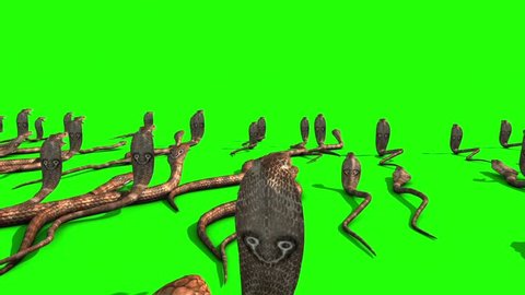 Invasion of Cobra Snakes Group Green Screen Back 3D Rendering Animation