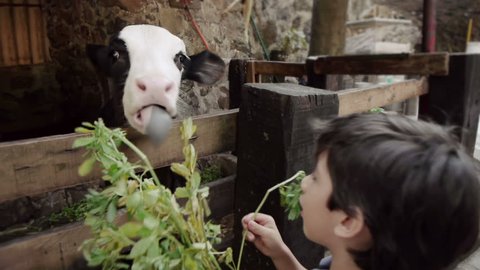 Kids Feeding Young Cow With Alfalfa.