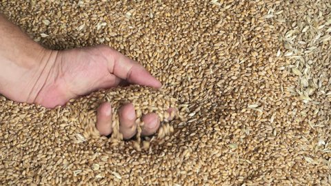 A man hand with Grain Of Wheat fails in farm  