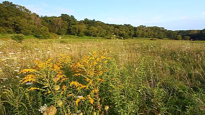 Prairie full of goldenrod and Queen Annes Lace at Shabbona Lake State Park - Illinois