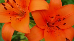 Orange plant Lilium bulbiferum details close-up HD footage - Herbaceous tiger lily flower video
