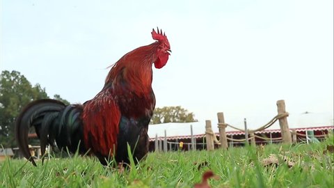 cock crowing on a farm filmed with tone from frog perspective against the sky