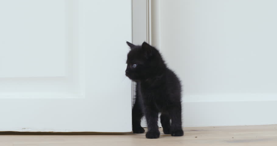 Black kitten entering a room exploring
 | Shutterstock HD Video #32040817