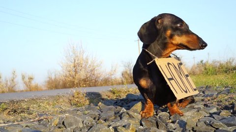 homeless dog Dachshund breed, black and tan, sits with a cardboard "house" sign on the street on the road, a sad look
