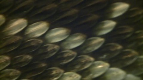 Close up; full-frame, Timber Rattlesnake scales moving.