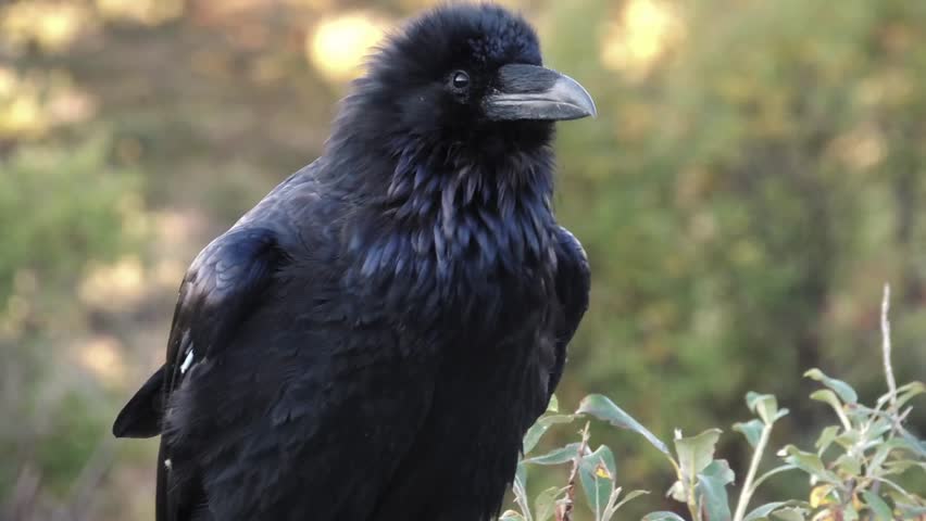 Common Raven (Corvus corax) has much to croak about in Denali National Park , Alaska.