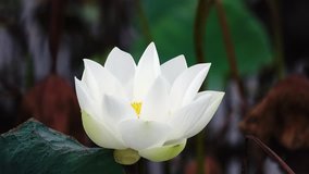 Beautiful flowers background. Beauty blossom white lotus flower, yellow pistil with green leaf background in a country in early morning. Clip 4k high resolution