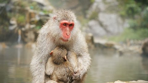 Mother and baby, Japanese Macaque monkeys, near hot-spring [Slow Motion]