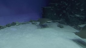 skate, Stingray underwater video