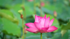 Beautiful flowers background. Beauty blossom white lotus flower, yellow pistil with green leaf background in a country in early morning