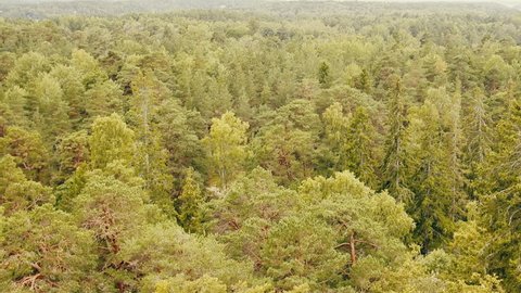 Pure coniferous forest, boreal coniferous forest, taiga, top view and side view. Scandinavia, Northland. So look most Finnish, Norwegian, Swedish forests, gymnospermous wood; softwood