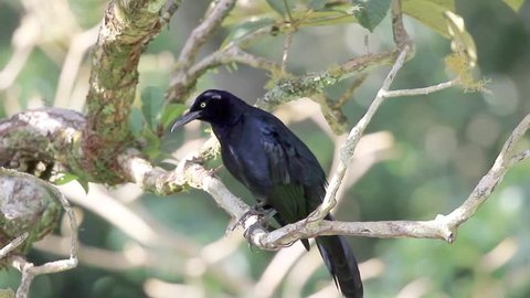 Great-tailed Grackle perched on a tree branch puffing up and singing with a loud voice. 