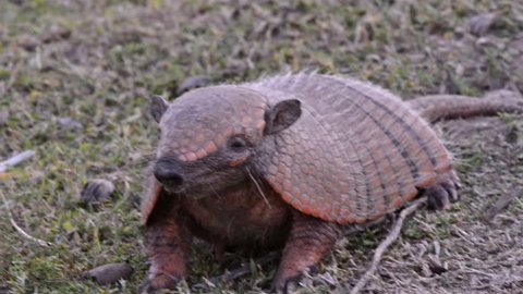 Six-banded armadillo (Euphractus sexcinctus) walks fast on the grass.  Image in the Pantanal Biome. Mato Grosso do Sul state, Central-Western - Brazil.