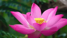 Lotus flower with pink, red, yellow color in the pond in a morning day with sunlight and wind. In a suburban area Vietnam