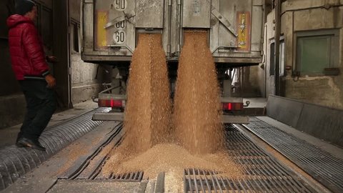 Kiev, Ukraine - Fedruary 2017: Wheat is unloaded from a truck at a flour mill. Wheat is strewing. Unloading of wheat grain. Flour mill production stage. Transportation of wheat in a truck to a mill.