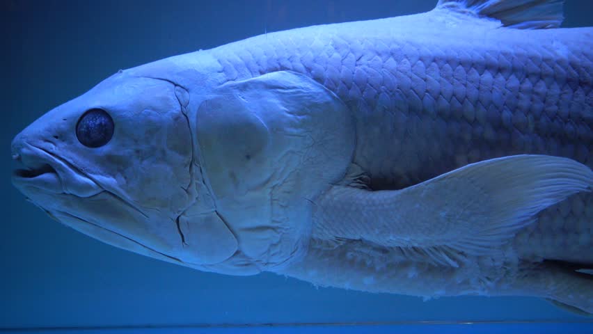 NANTES, FRANCE - September 2017: Latimeria, Musee d