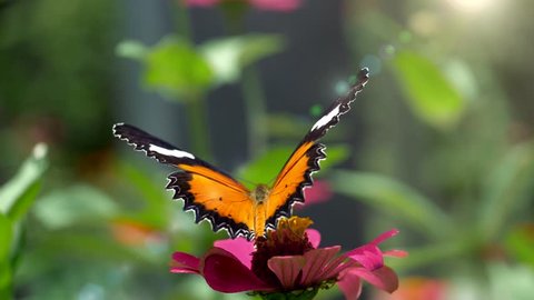 Big Monarch butterfly feeding on pink flower