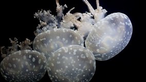 Footage with glowing medusas