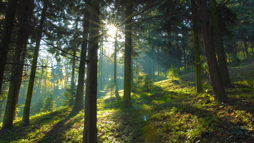 Magical mountain forest with the trees growing on hills . Warm sunbeams illuminating the trunks and lovely plants. Gimbal shot with parallax effect. Royalty-Free Stock Footage #32083633