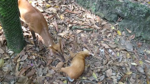 The adult male and female barking deers (Muntiacus muntjak) found their young lying motionlessly. The mother uses its tongue to clean up the snake bitten wound on the front limb of her young. 