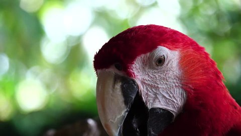 The green-winged macaw (Ara chloropterus), also known as the red-and-green macaw, is a large, mostly-red macaw of the Ara genus