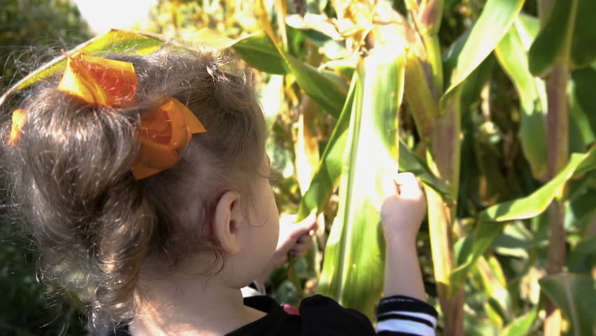 Slow motion. Toddler girl in cute Halloween dress in corn maze.