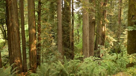 Redwood National Park Stout Grove Rain Forest
