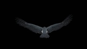 Peregrine Falcon - II - Gliding and Flapping Loop - Top Back Closeup - 4K UHD resizable realistic cinematic 3D animation of flying bird of prey with alpha channel isolated on transparent background.