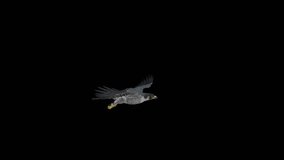 Peregrine Falcon - II - Gliding and Flapping Loop - Side View Closeup - 4K UHD resizable realistic cinematic 3D animation of flying bird of prey with alpha channel isolated on transparent background.