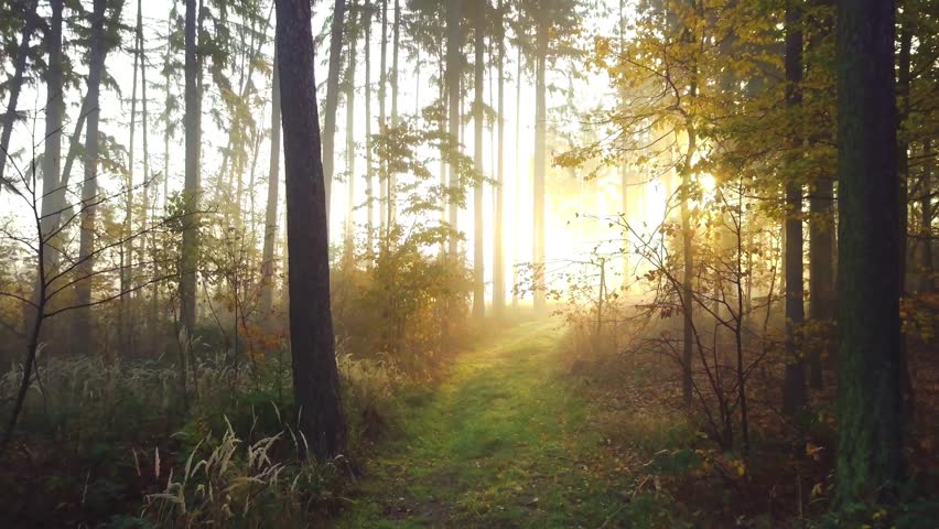 Steadicam flies through tree row. Stabilized video of autumn walk with sun peeking behind trees. Royalty-Free Stock Footage #32094592