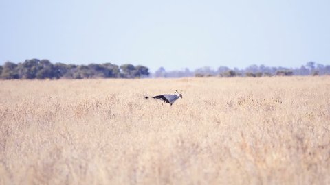 Secretary bird prowling open grassland in search of small prey