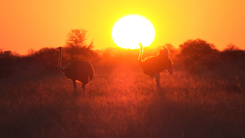 Pair of ostrich in the grass silhouetted against briliant setting sun with heat shimmering off the trees Royalty-Free Stock Footage #32095042