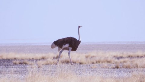 Male ostrich walking amid heat haze on the edge of giant mirage on salt pan