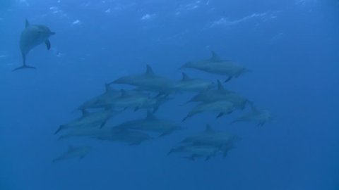 Dolphin shoal in the Red Sea, Egypt