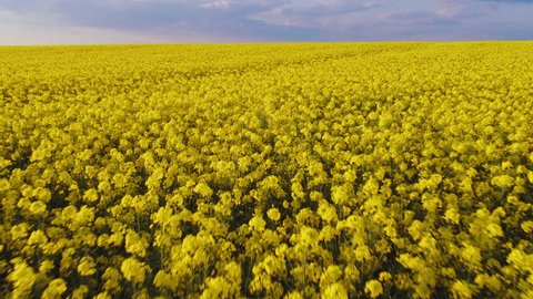 Aerial drone shot of blooming yellow canola rape seed fields Stockvideo