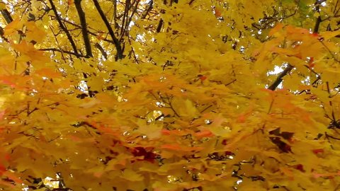Autumn landscape - Maple trees
