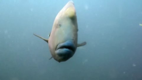 Napoleon fish wrasse underwater natural aquarium of sea and ocean in Maldives. Beautiful animals.