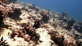 School of fish underwater natural aquarium of sea and ocean in Maldives. Unique video footage. Abyssal relax diving. Beautiful animals.