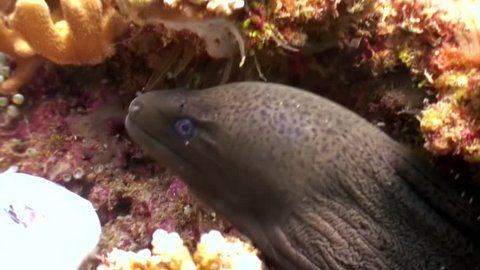 Black Moray eel captures prey food fish underwater on seabed in Maldives. Natural aquarium of sea and ocean. Beautiful dangerous animals.