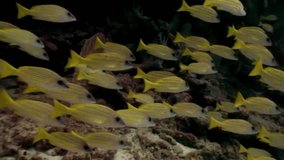 School of striped yellow fish underwater on background of seabed in Maldives. Unique video footage. Abyssal relax diving. Natural aquarium of sea and ocean. Beautiful animals.