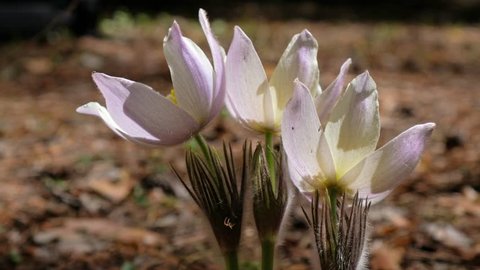 Spring-flowering pasque Pulsatilla flowers in the pine forest at Spring time
