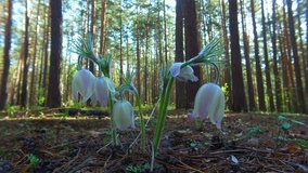 Motion video of spring-flowering pasque Pulsatilla flowers in the pine forest at Spring time
