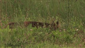 Female red fox (vixen) passes by - wildlife - HD stock video