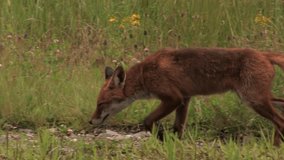 Male red fox passes by, cleaning himself - wildlife - HD stock video