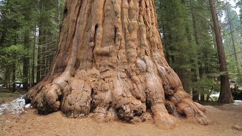 Sequoia tree. Giant Sequoia Tree in Sequoia National Park, California. Tilt up giant Sequoia trees in Yosemite National Park.