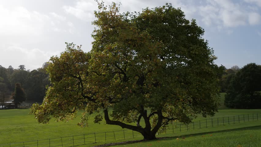 Parkland. Autumn. Single tree blowing in stiff Autumn breeze. Blue sky & white clouds.