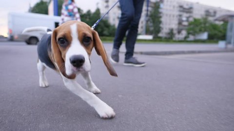 Cute young beagle strain leash, pull owner forward, dolly camera motion. Juvenile doggy at walk on footpath, city buildings and road seen blurred on background. Small untrained pet have own plan
